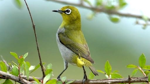 Cuộc sống của chim Vành khuyên