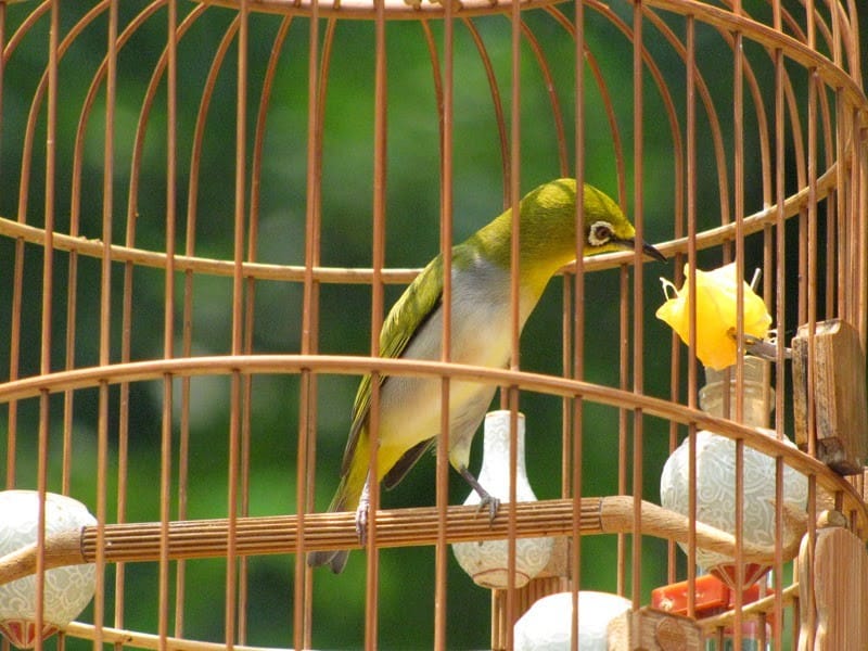 Thức ăn tốt cho chim vành khuyên