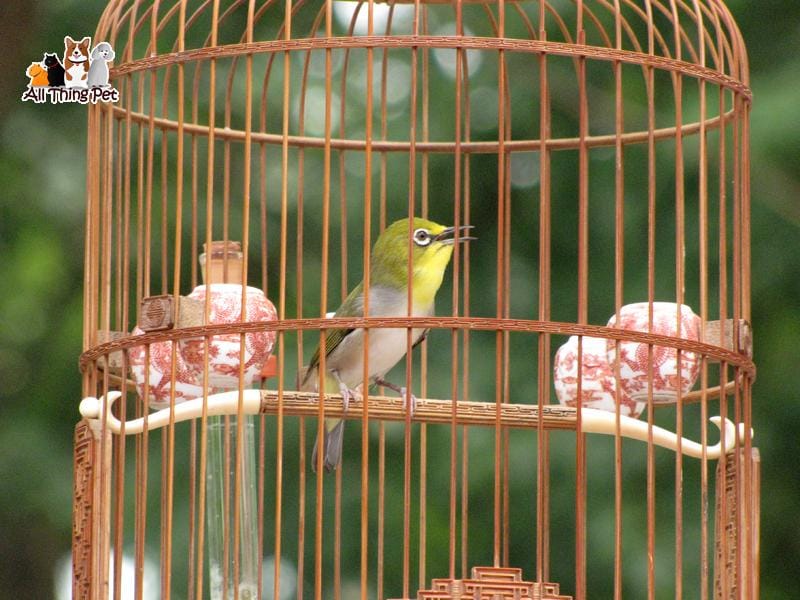 Mách nhỏ bí quyết nuôi chim vành khuyên khỏe mạnh thi đấu tốt