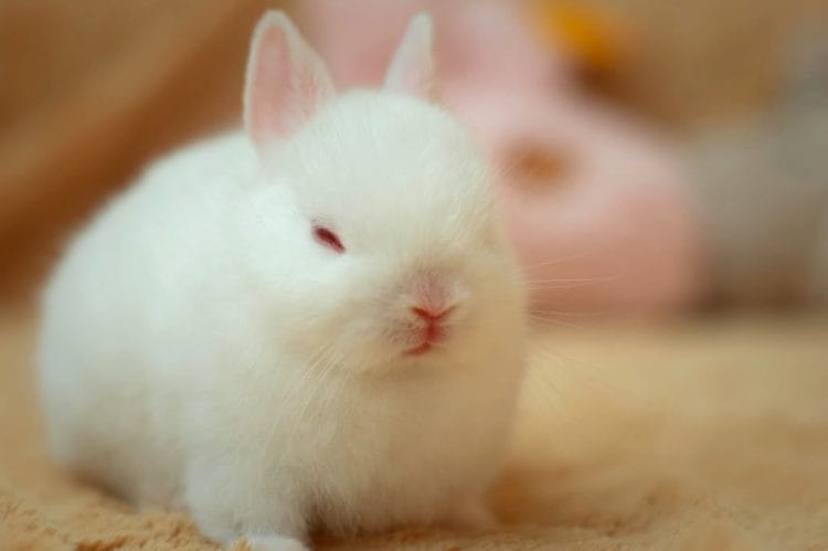 Đáng yêu vô cùng