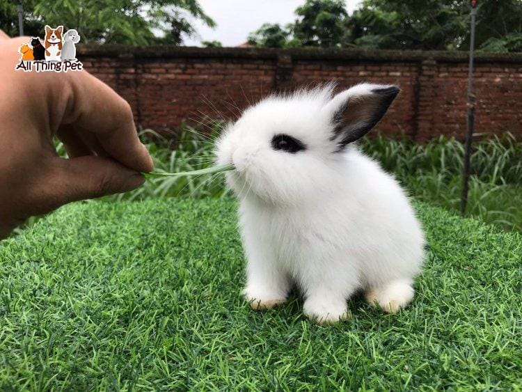 Mách nhỏ cho các bạn về cách chăm sóc thỏ cảnh