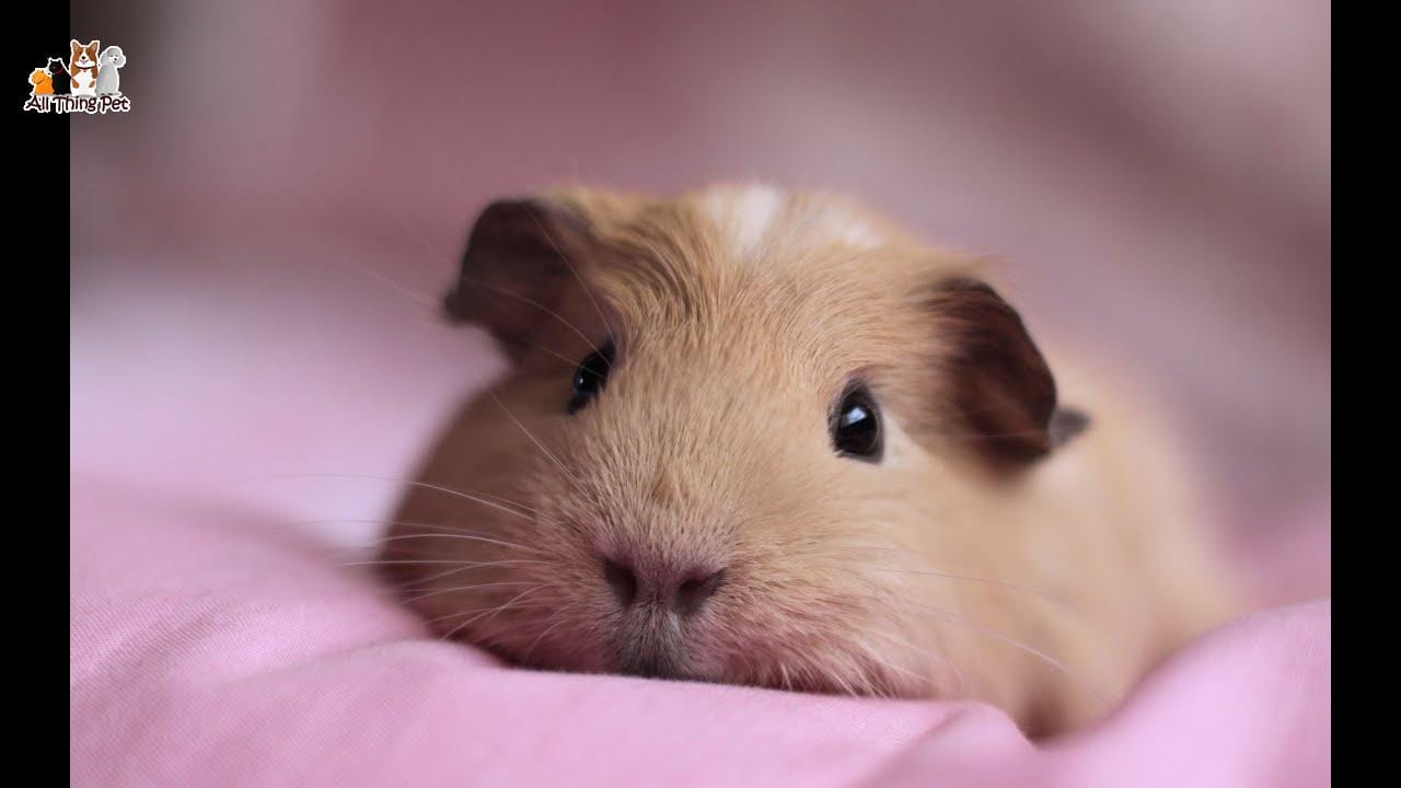 Giới thiệu những chủng loại Bọ Ú độc đáo trên thị trường