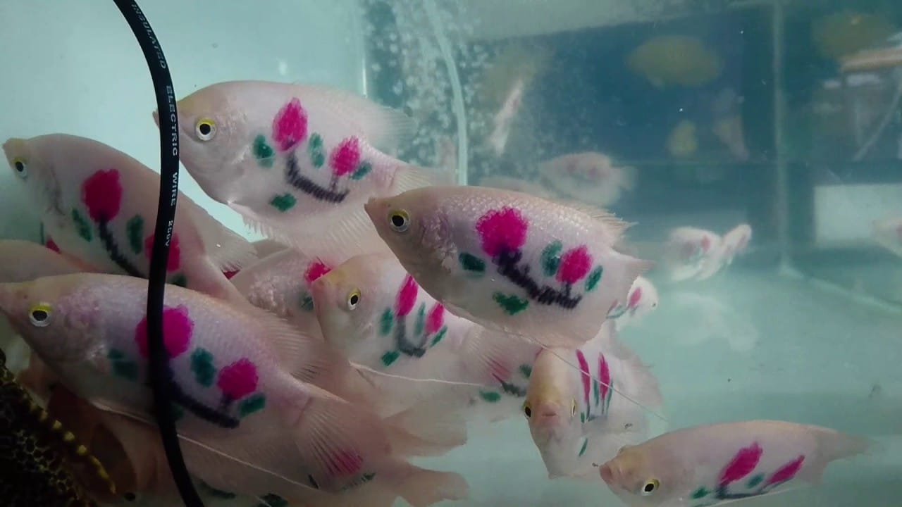 Cá tai tượng thích hợp nuôi trong bể kiếng khi kích cỡ còn nhỏ