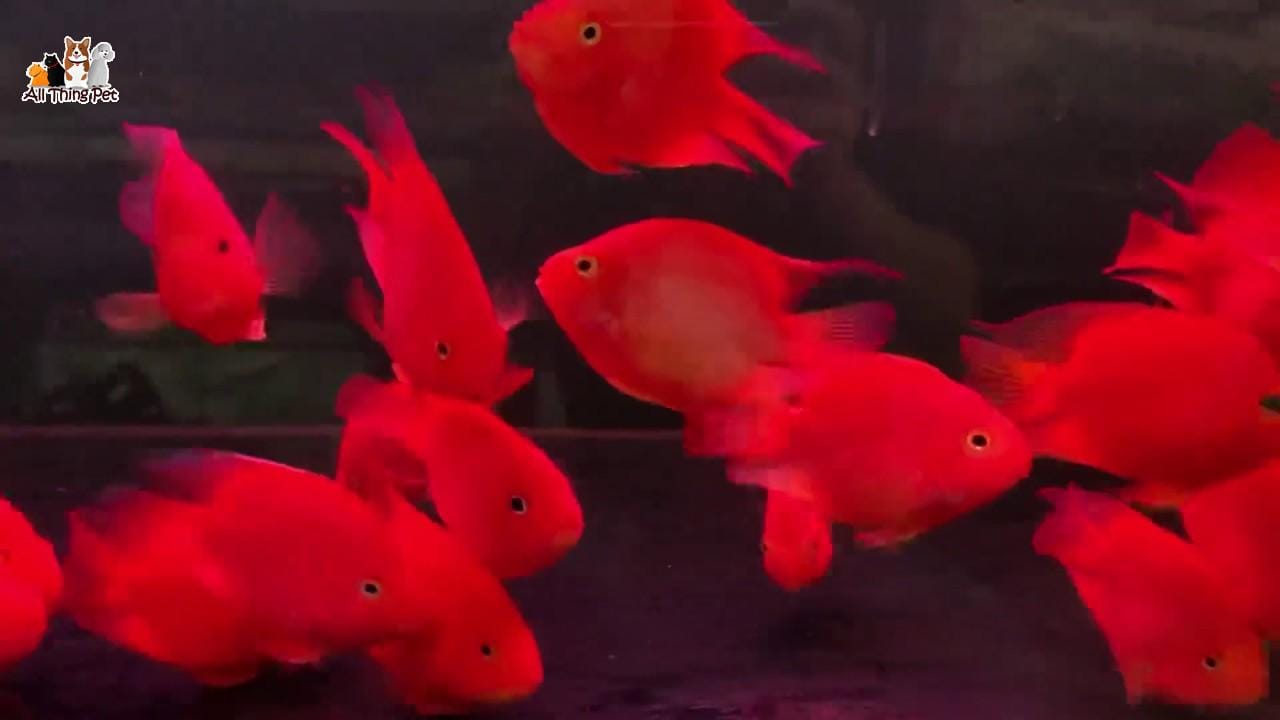 Những thông tin về cách cá hồng két – cách chăm sóc cá chuẩn mau lớn