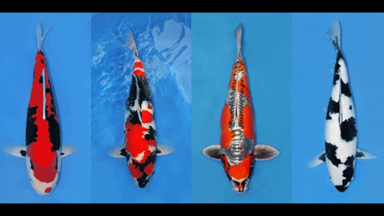 Nhận biết cá koi mang thai không khó