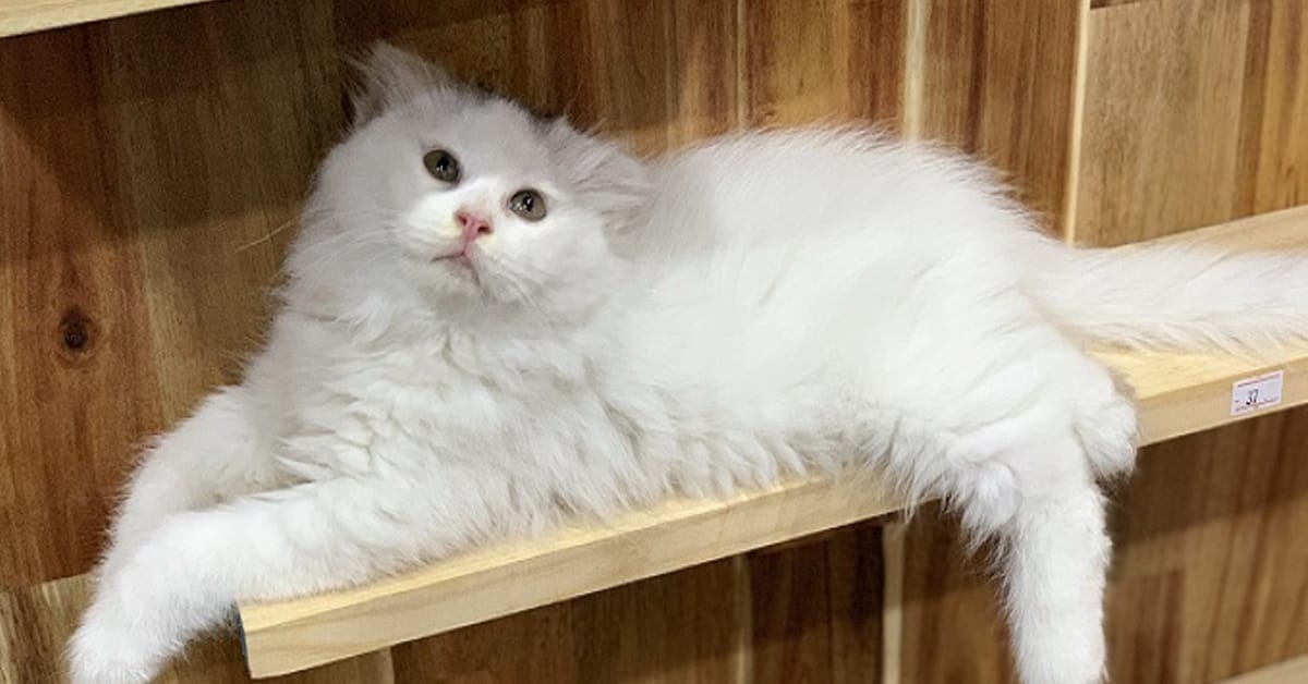 Đặc điểm ngoại hình Mèo Anh lông dài