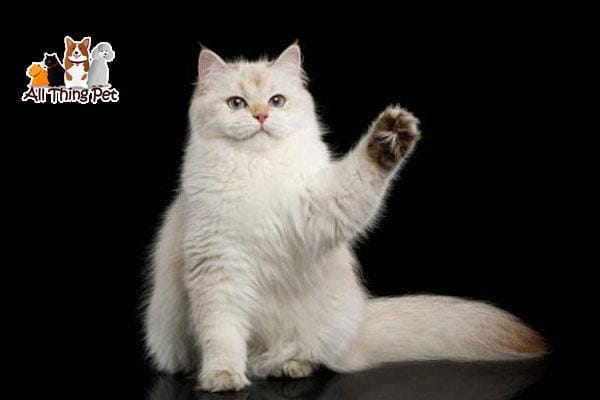 Mèo Anh lông dài – Nguồn gốc, cách nuôi và chăm sóc