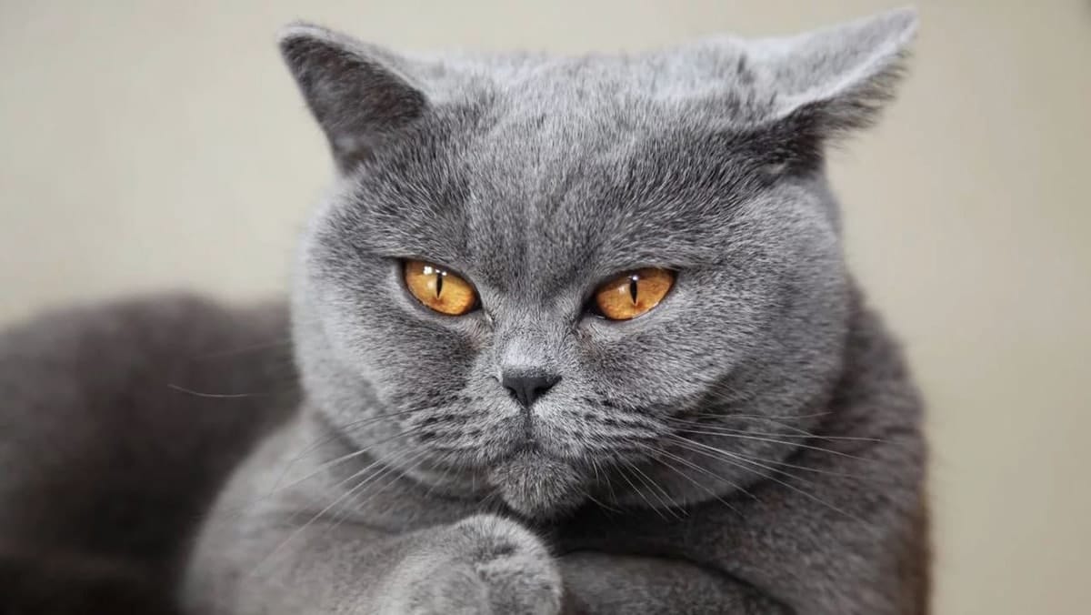 Mèo Anh lông ngắn ăn gì?