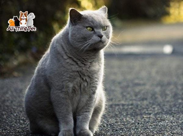 Mèo Anh Lông Ngắn - loài mèo có lịch sử lâu đời nhất nước Anh - Thú Cưng