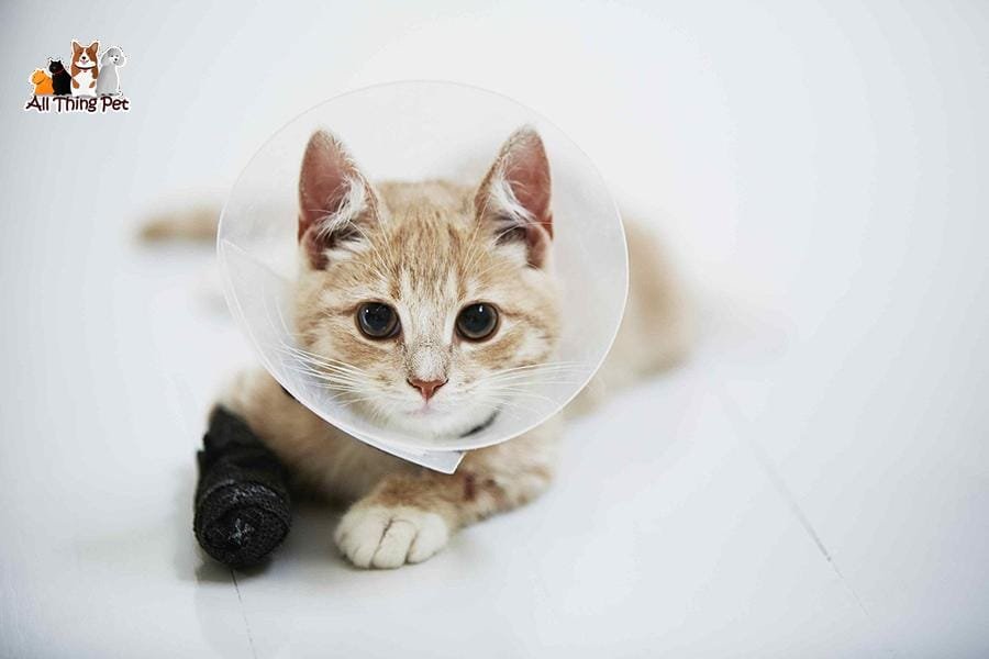Mèo bị sưng chân do đâu và cách chữa trị hiệu quả
