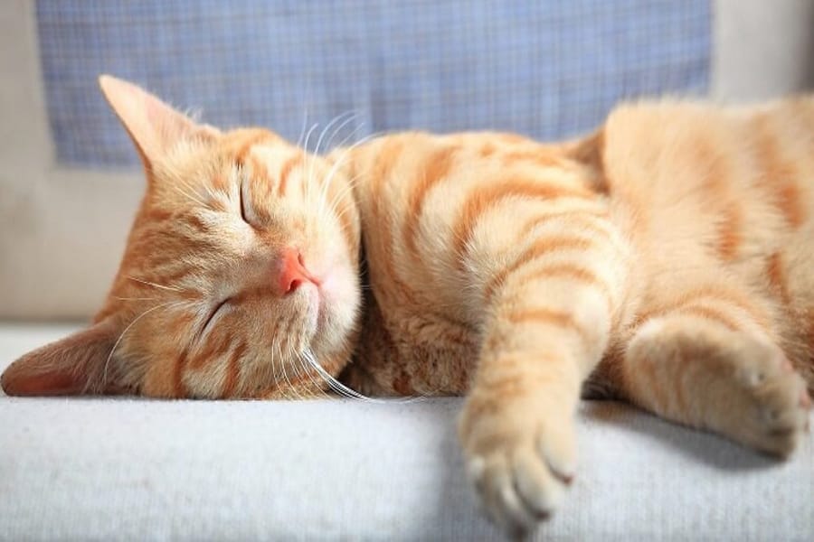 Tại sao mèo lại bị sưng ở chân