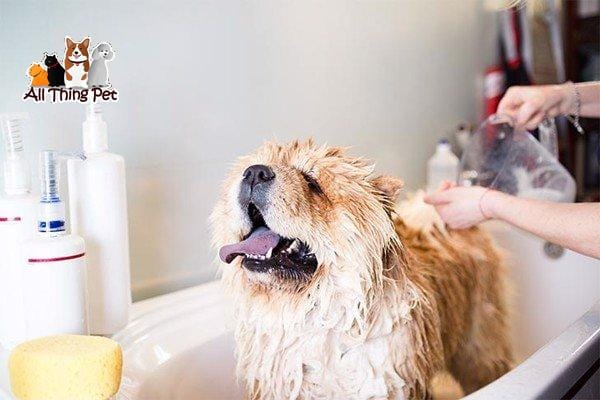 Mẹo hay giúp điều trị ve chó dễ dàng và nhanh chóng tại nhà