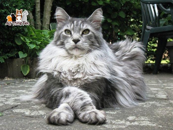 Mèo Maine Coon - Bé mèo đáng yêu mang hình hài vua sư tử - Tin Tức Vật Nuôi 24h