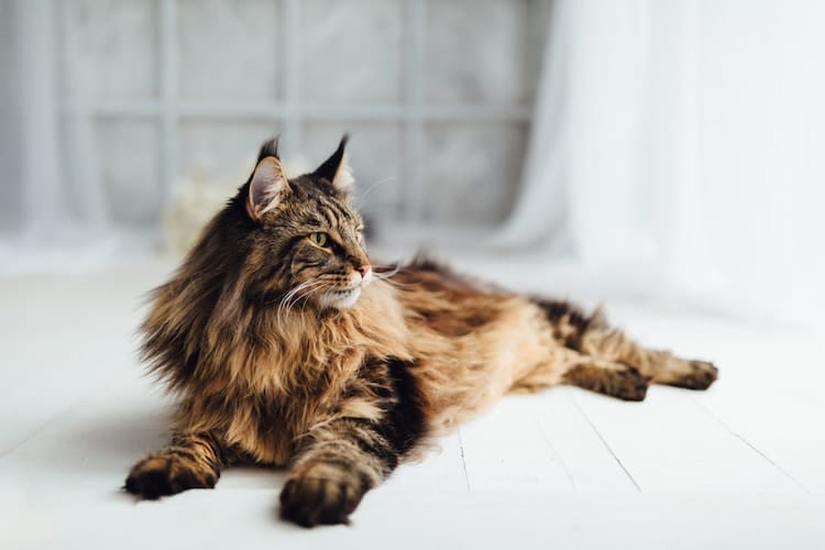 Mèo Maine coon khá thông minh