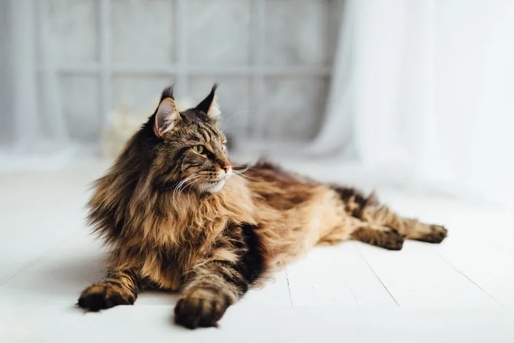 Mèo Maine coon khá thông minh