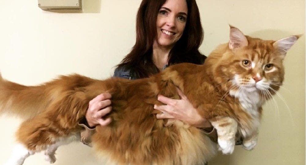 Maine Coon được nuôi rất phổ biến trên toàn thế giới