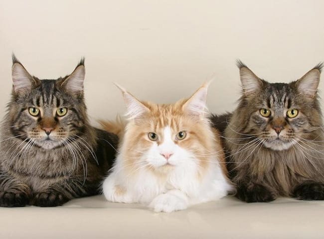 Maine coon có kích thước khá lớn
