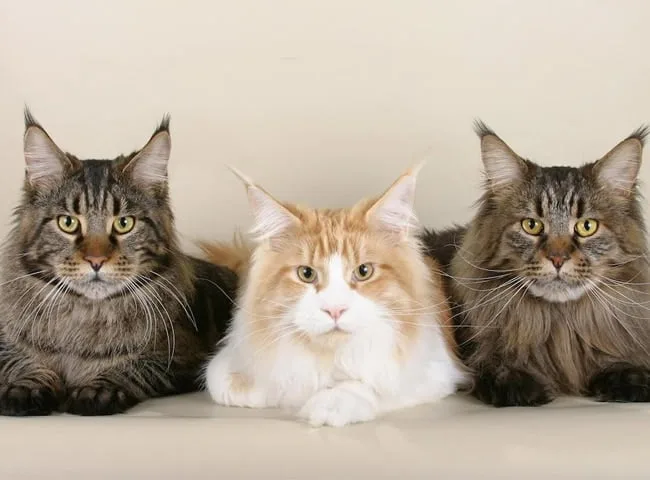 Maine coon có kích thước khá lớn