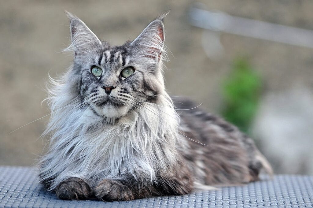 Mèo Maine Coon thuần chủng rất hiếm