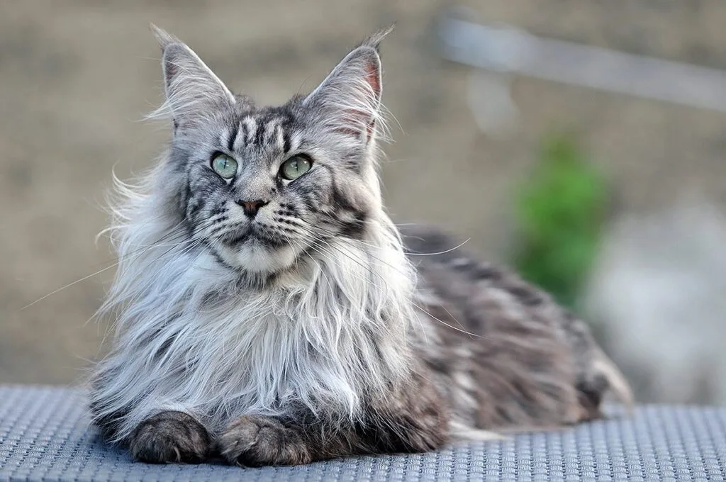 Mèo Maine Coon thuần chủng rất hiếm