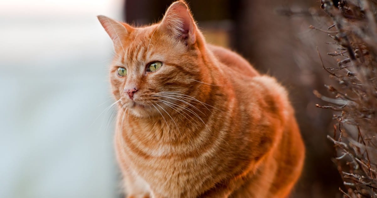 Lông mèo mướp sọc vằn, tương đối ngắn, dày, mượt