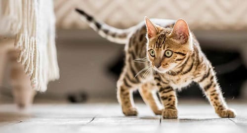 Ngoại hình mèo mướp