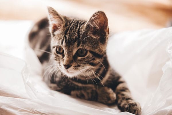 Nguồn gốc của mèo mướp