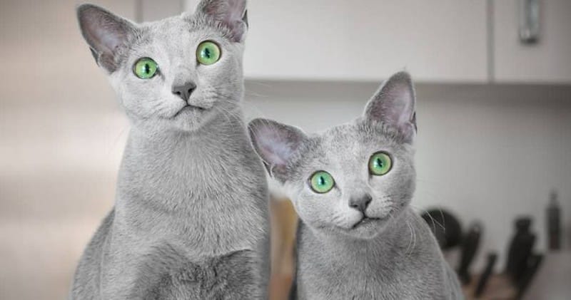 Mèo Nga được bán với giá trên trời tại Việt Nam