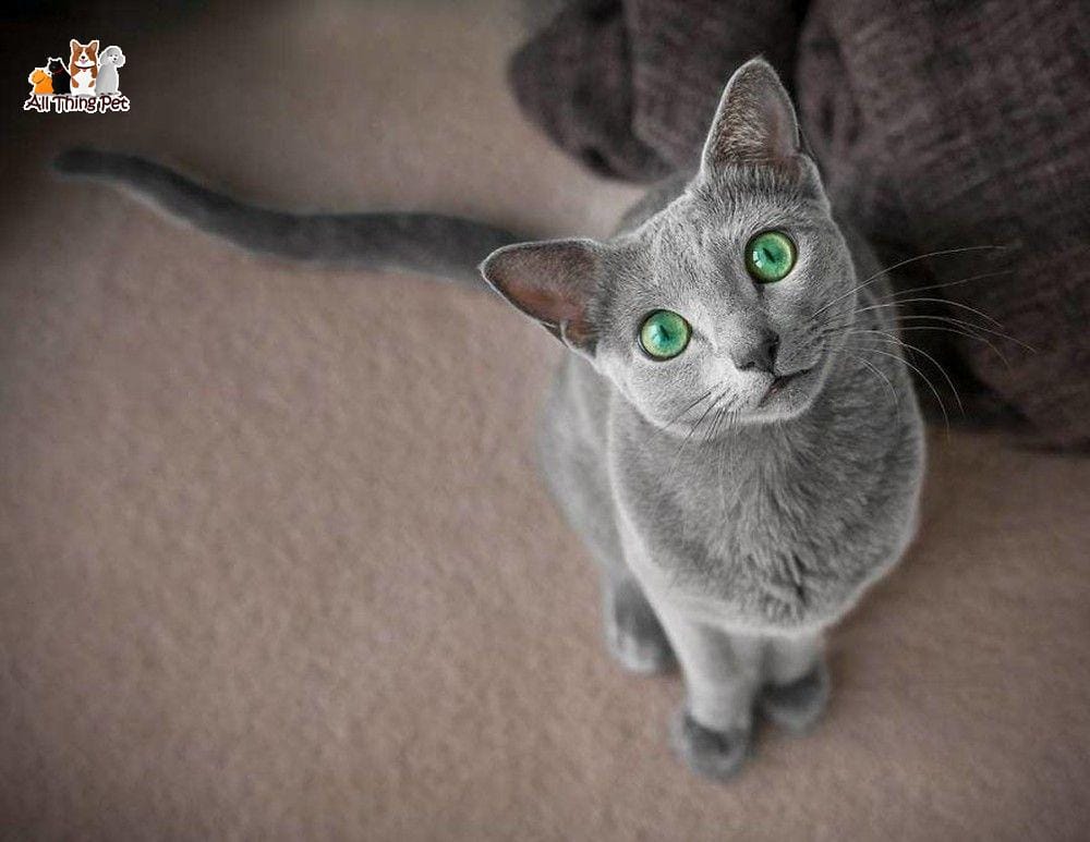 Mèo Nga mắt xanh: Cẩm nang chăm sóc từ A – Z mà không phải ai cũng biết – Tin Tức Vật Nuôi 24h