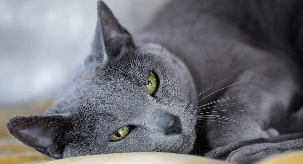 Các giống mèo Nga phổ biến