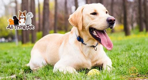 Mẹo nhỏ chăm sóc chó Labrador vừa thông minh, vừa trung thành