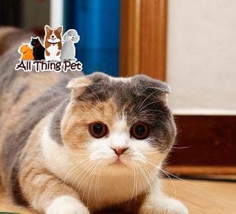 Mèo chân ngắn tai cụp Scottish giá bao nhiêu? Mua ở đâu