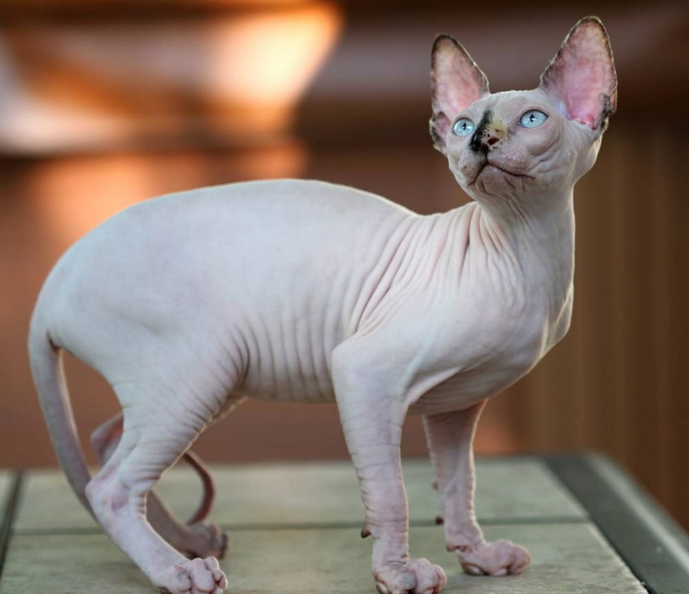Cách nhận biết một chú mèo Sphynx thuần chủng
