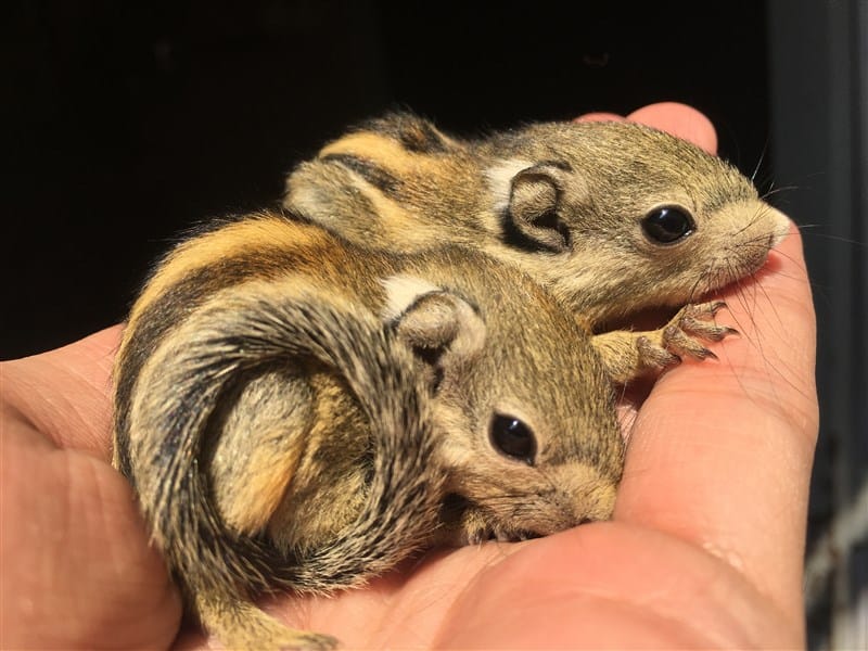 Sóc chuột hải nam