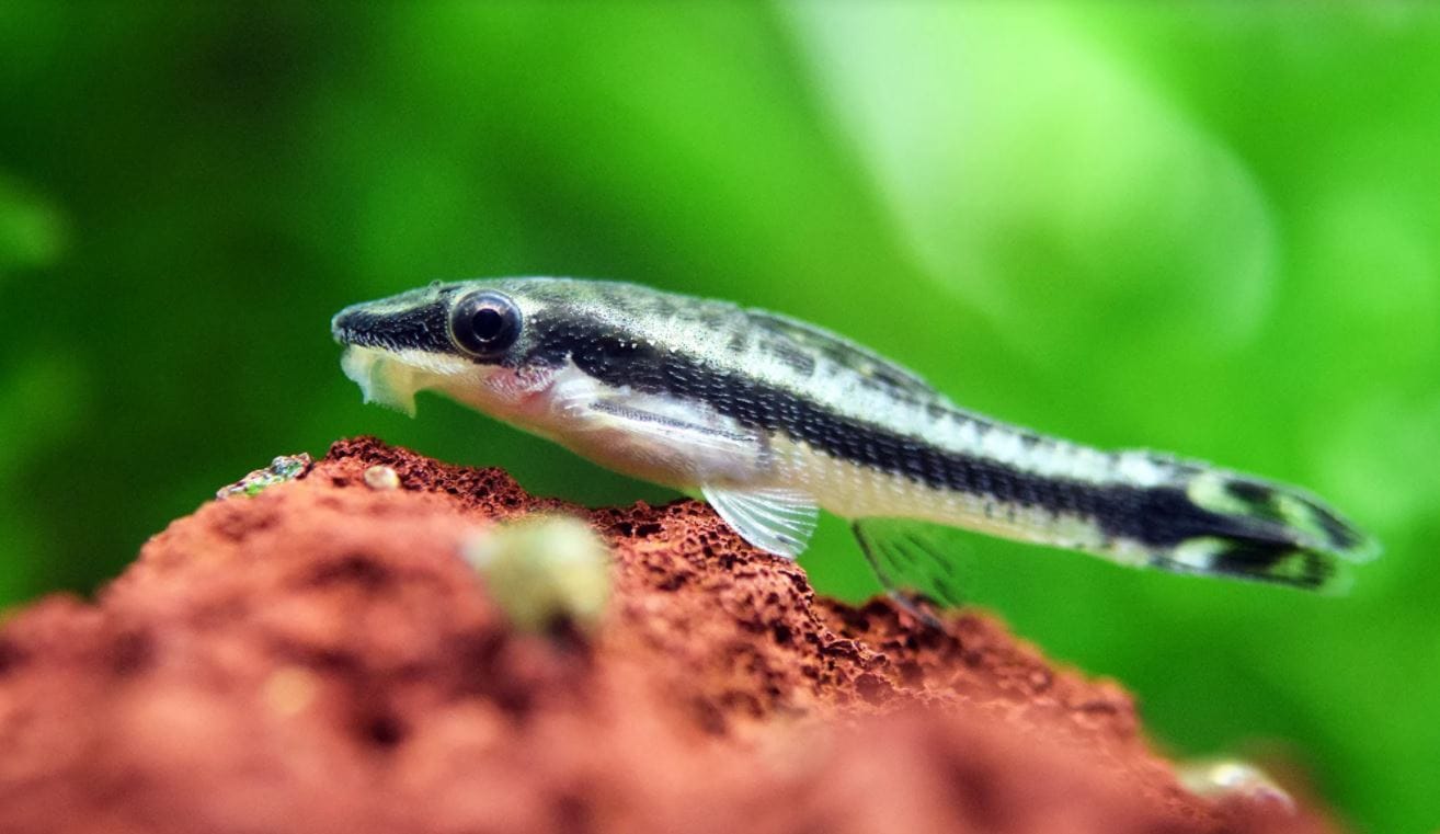 tên khoa học là Otocinclus affinis