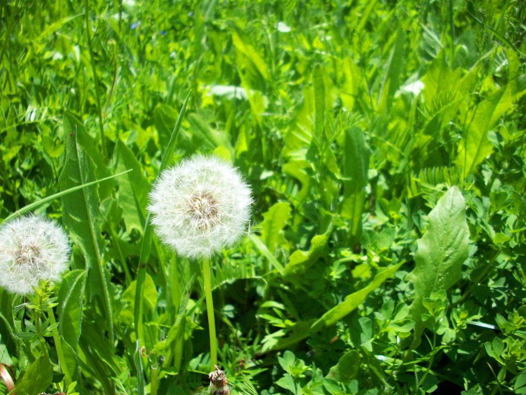 Loại cây tốt cho nuôi rùa