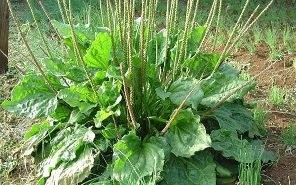 Cây mã đề dùng để nuôi rùa