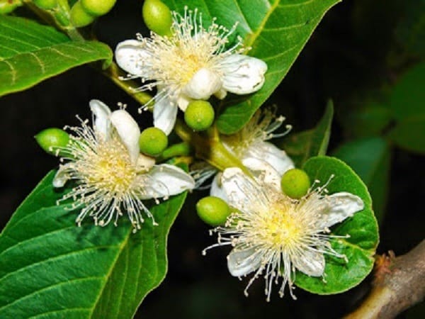 Rùa thích ăn hoa ổi