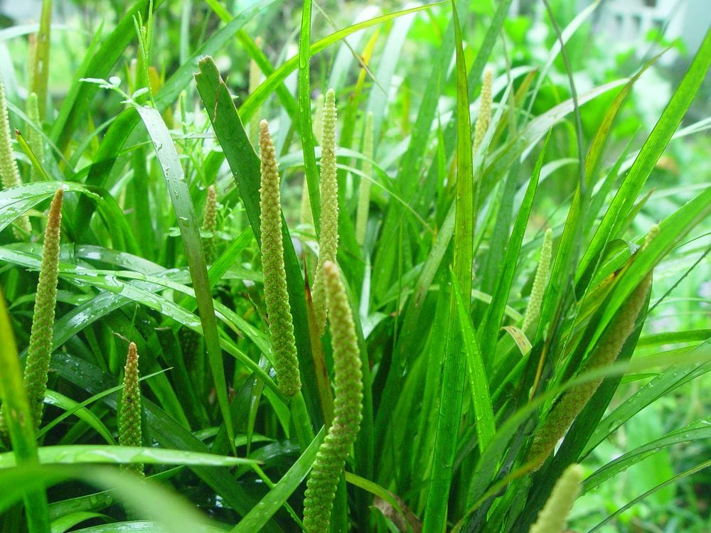 Nếu bạn nuôi rùa vậy thì đừng bỏ qua các loại cây này