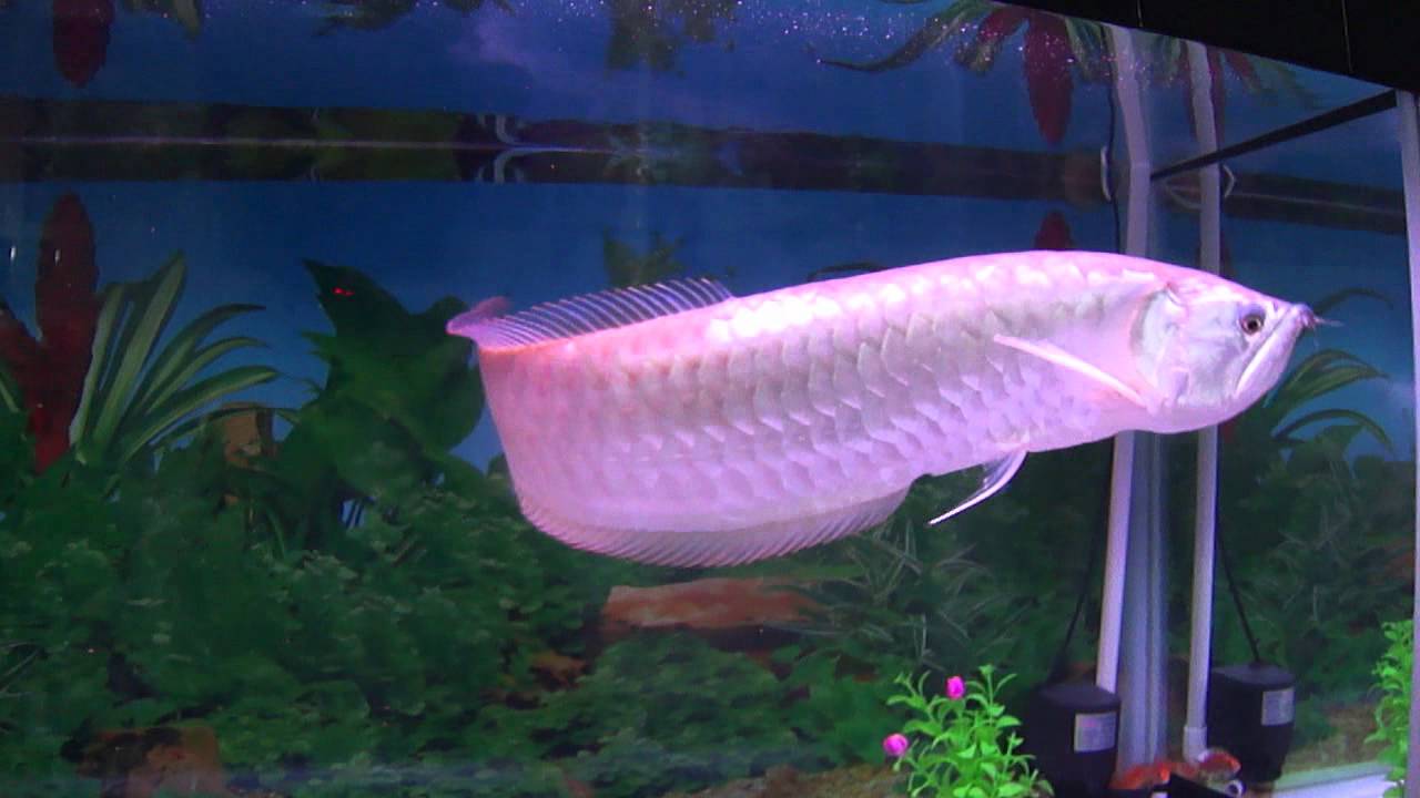 Cá Ngân Long khá khỏe mạnh và có thể nuôi chung với các loại cá ăn thịt lớn