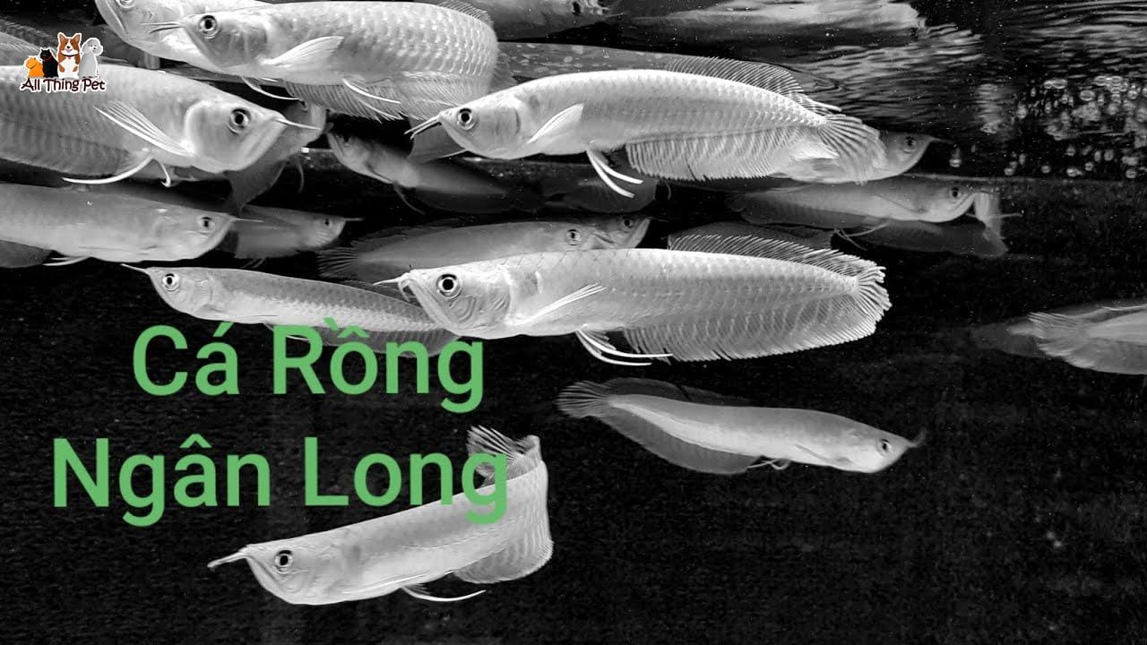 Nguồn gốc và kỹ thuật chăm sóc cá rồng ngân long