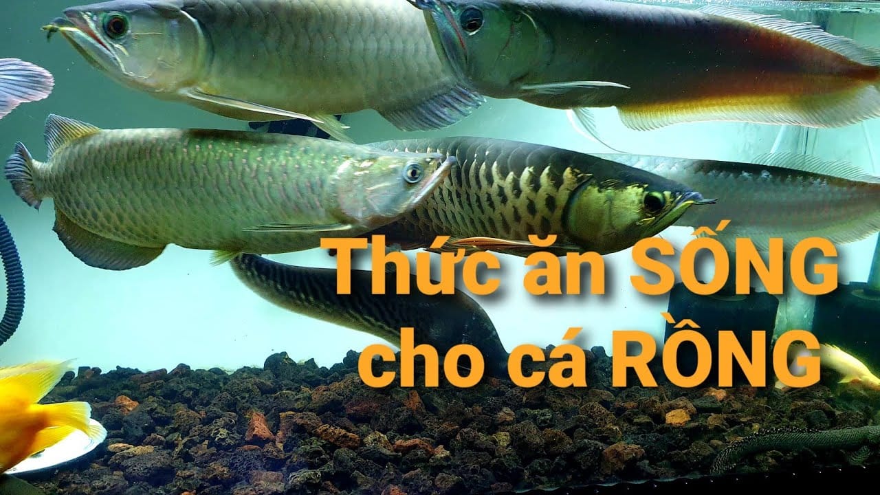 Cá rồng là loài cá ăn thịt, thức ăn của chúng là các loại sinh vật nhỏ
