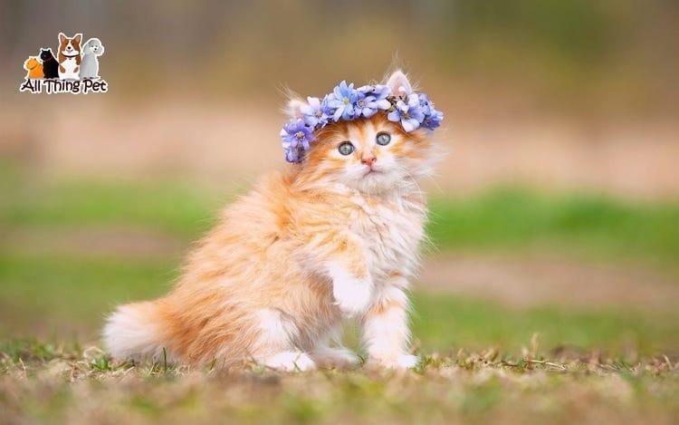 Nguồn gốc xuất xứ và đặc điểm của mèo Anh lông dài