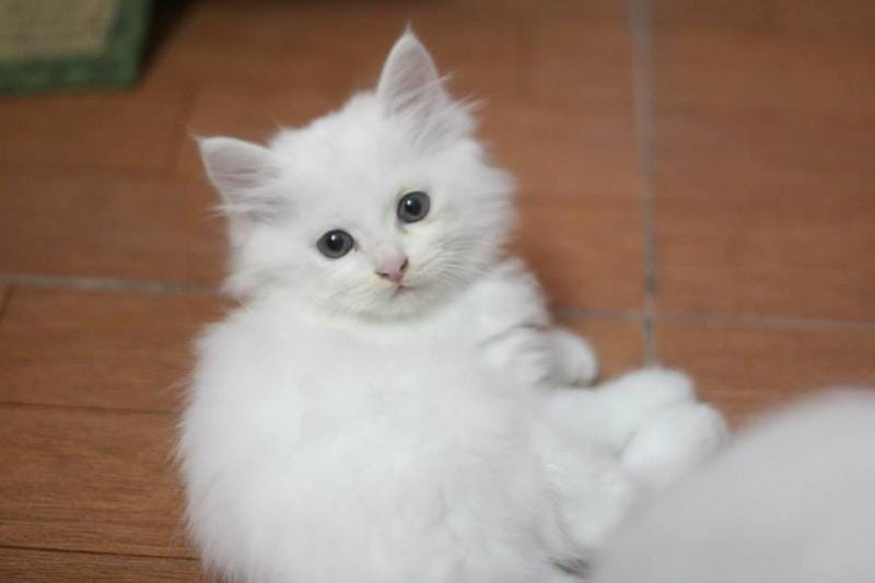 Tính cách hiền lành, ít quậy phá