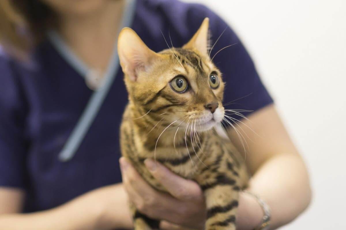 Khi mèo gặp vấn đề về sức khỏe thì có thể dẫn đến hiện tượng lười ăn