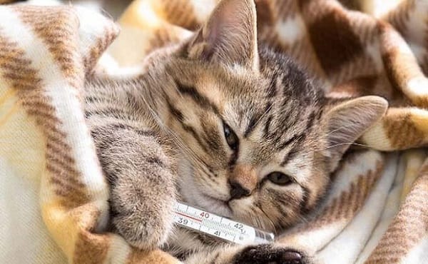 Để mèo nhanh khỏi bệnh, bạn nên bổ sung thêm dinh dưỡng