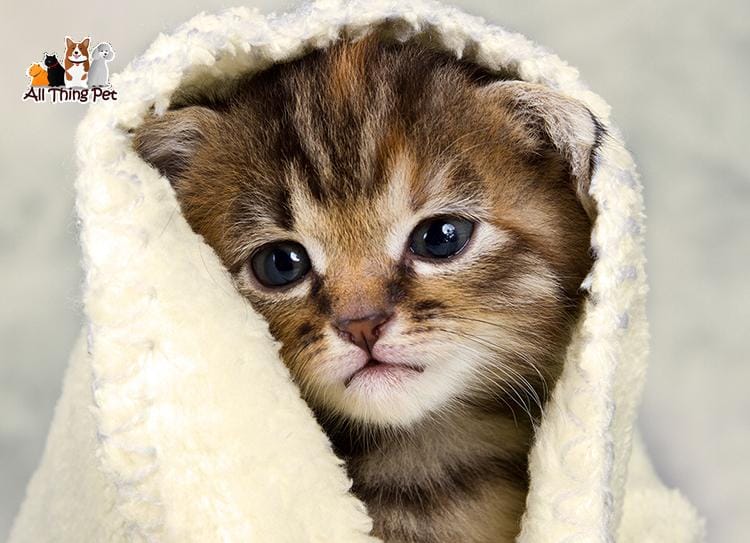 Nguyên nhân và cách chữa trị hiệu quả khi mèo bị cảm lạnh