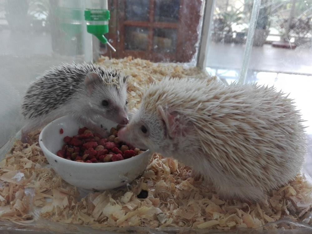 Nhím cảnh sinh sản