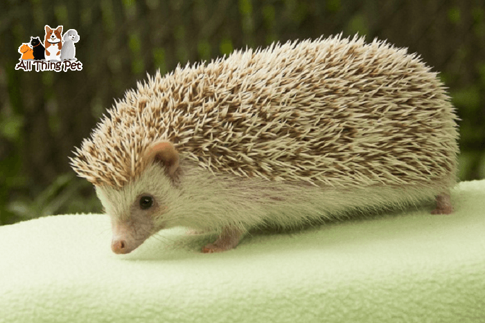 Nhím cảnh thú nuôi thể hiện cá tính mạn mẽ của người chủ