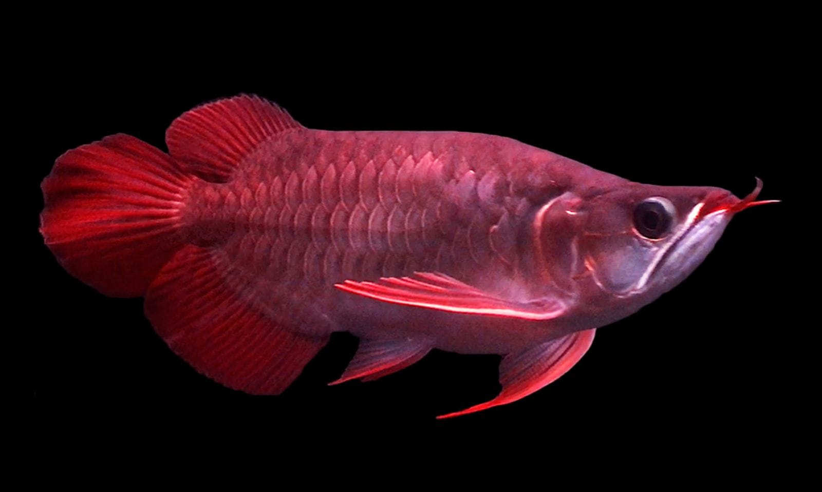 Bệnh xù vẩy thường xảy ra ở những cá nhỏ và cá yếu